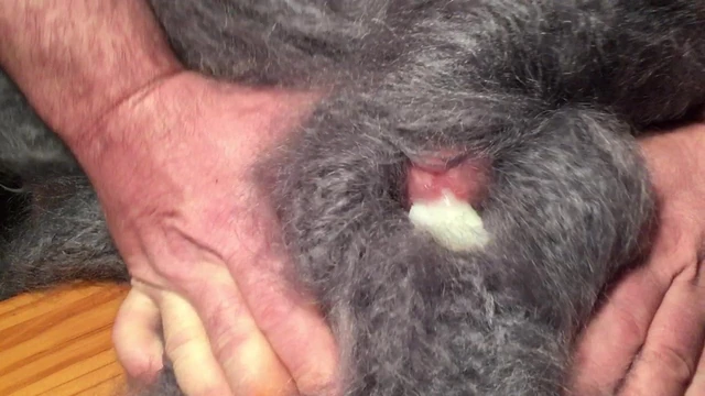 Mohair fun