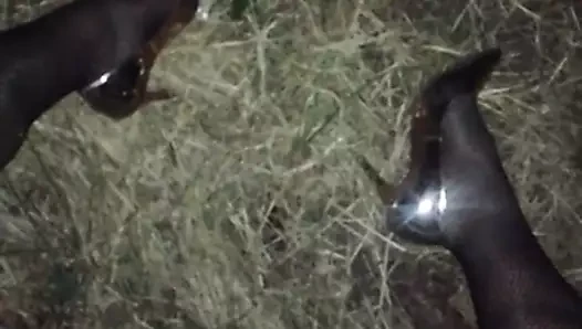 Fishnet Piss Slut
