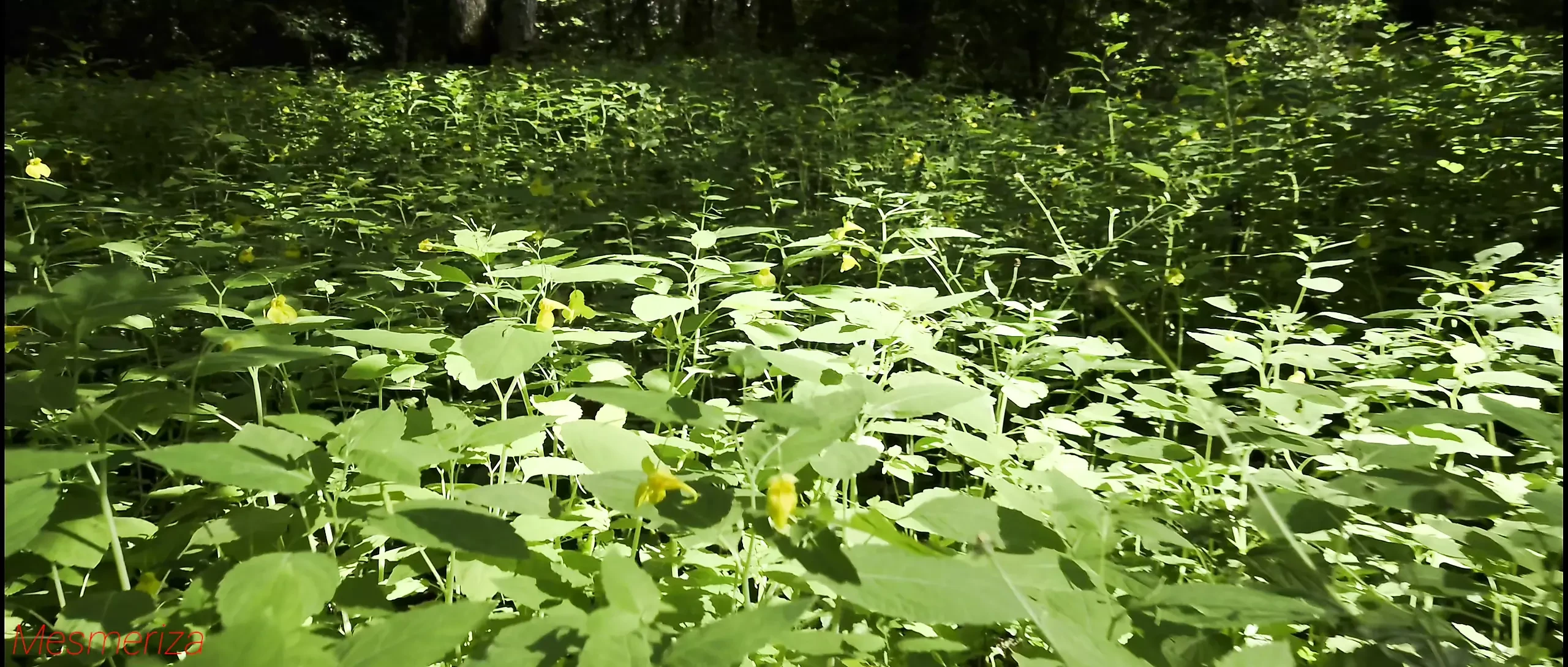 予告編 メスメリザ 23 03 MOV CINEMA CLIP 322 20240814144714515