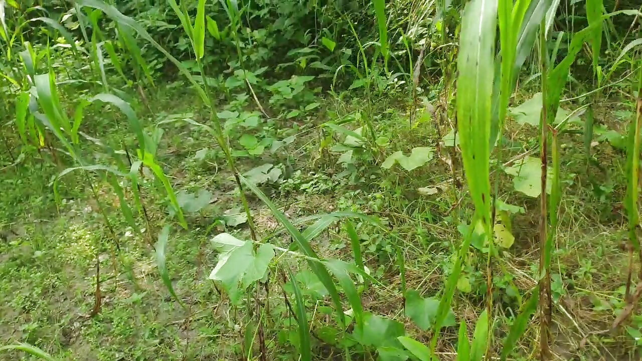 狠狠地操那个变性人