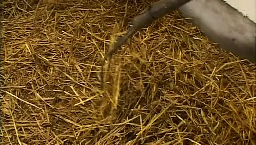 Pantat montok dan bebluk (film porno lengkap)