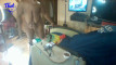 Pregled videozapisa