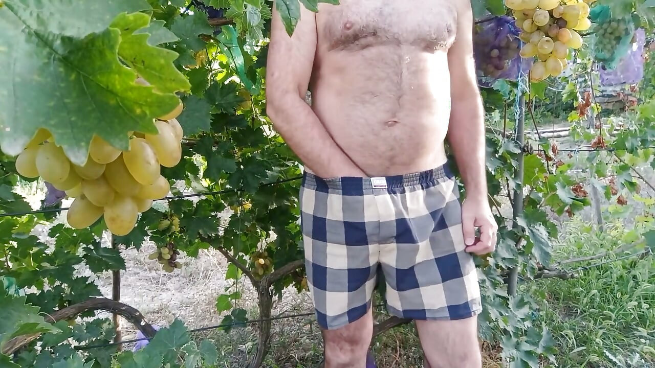 I’m Jerking off in Secret Among the Grapevines.