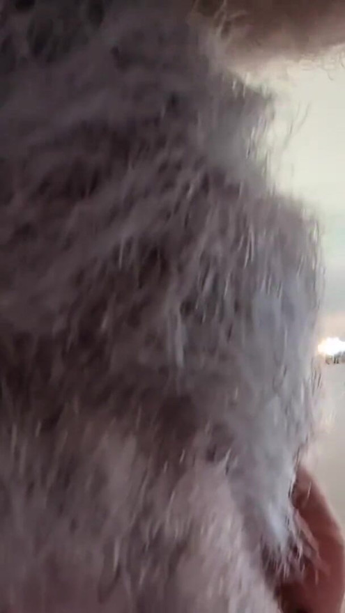 Two Hairy Daddys in bed afterwork - Seattle gets bred | Clip 3