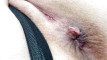 Pregled videozapisa