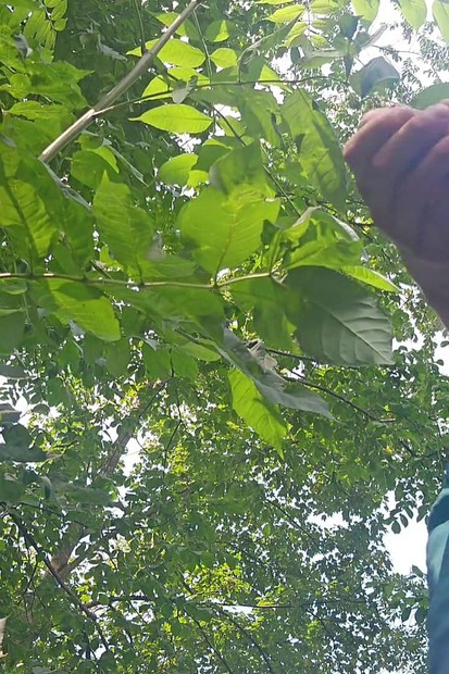 Risky Outdoor Jerk off - Almost Caught & Huge Cumshot in the Woods