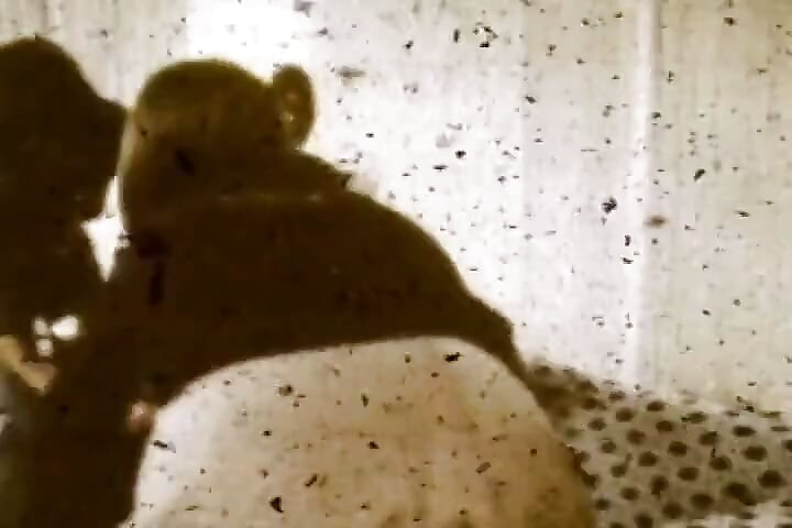 Sepia Vintage Anal Loop with Close-up Retro Backdoor Worship