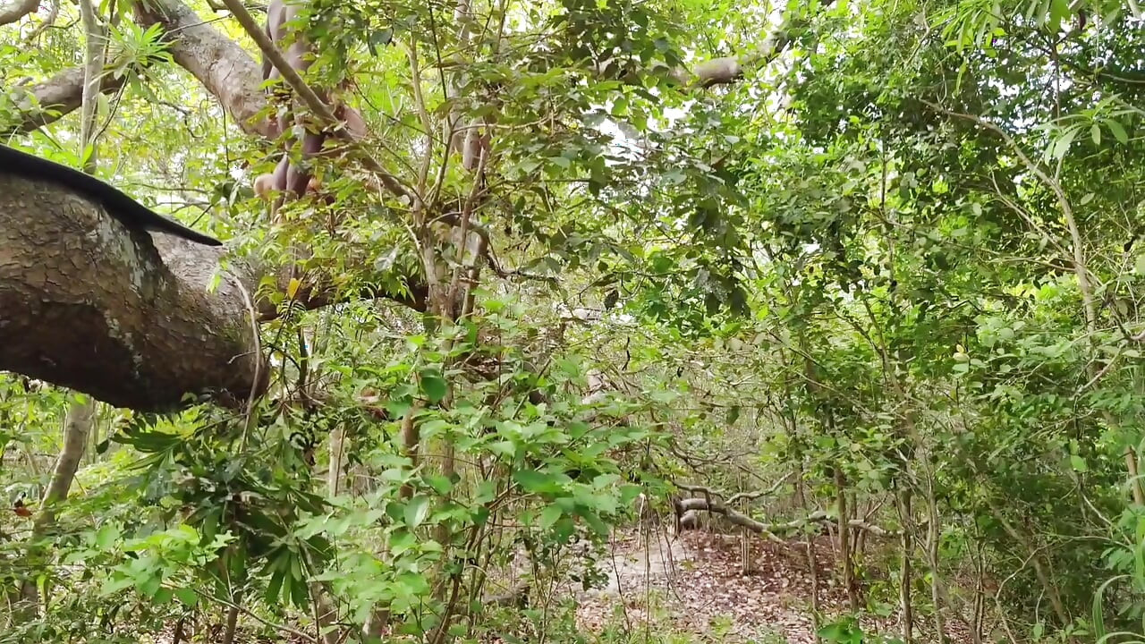 FRIEND I CAUGHT IT IN THE FOREST AND I PUT MY COCK VERY HARD GIVING A SIP INSIDE MY ASS
