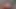 Sucking Big Futa Cock Until You Both Cum on Eachother