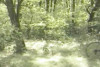 Pratinjau video