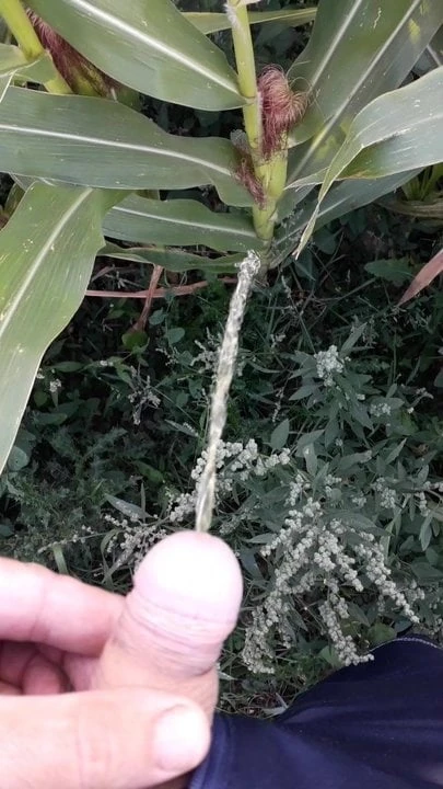 Un pipi dans la nature