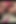 プスレスの入浴美女 & (会員向け)