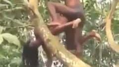 Posición sexual en el árbol