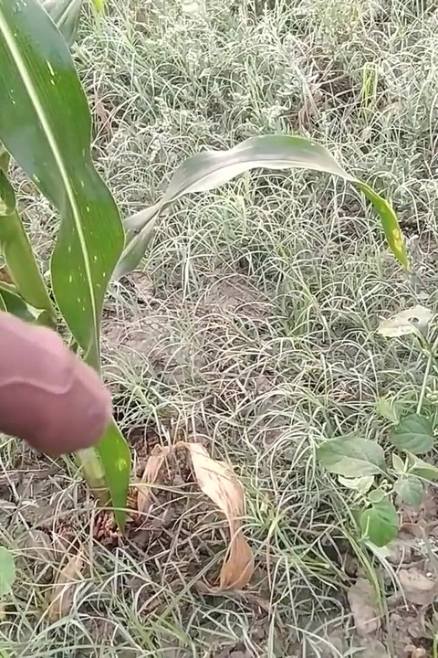 Indian Boy Pissing in Morning