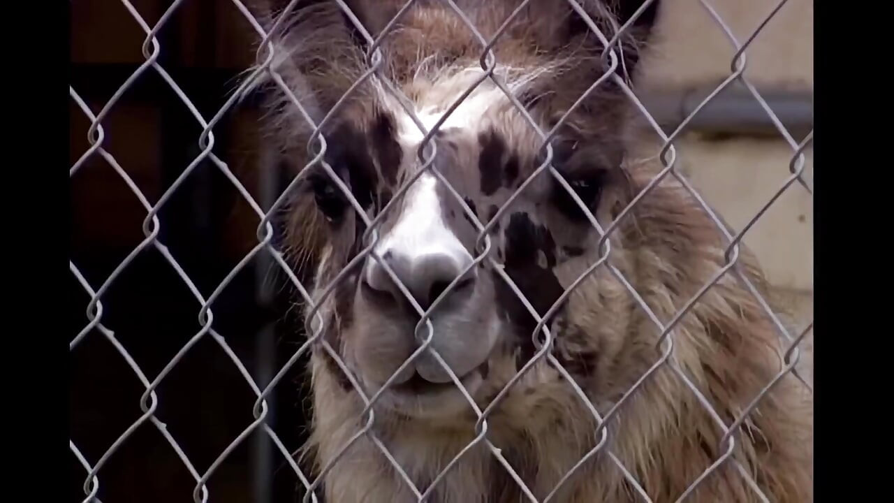 ブリトニーが大きなペニスに激しく犯される