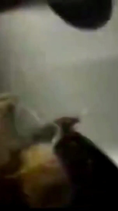 Moment iconic de la "Devinn o fute pe Logan"