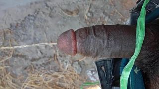 Indian cock