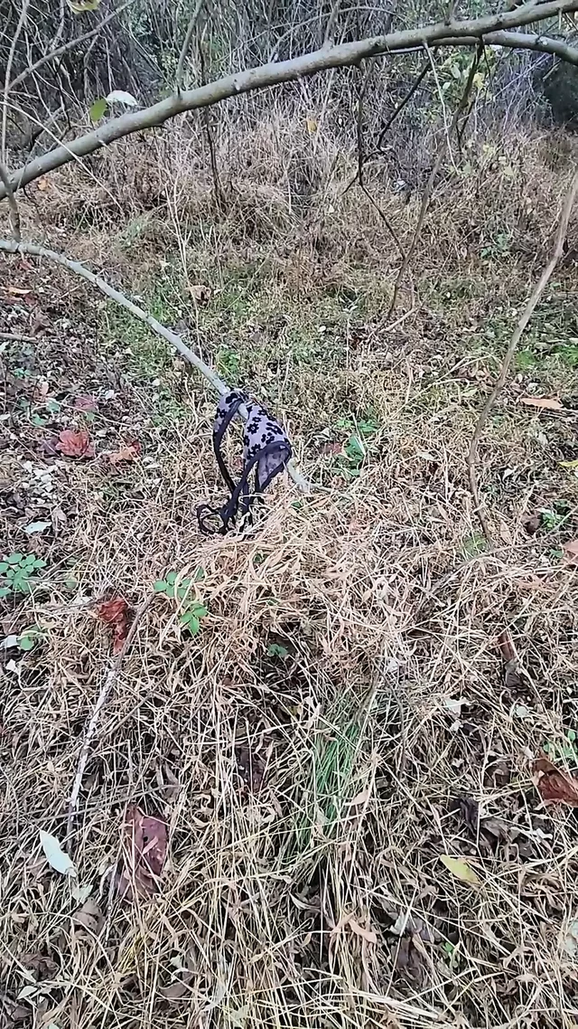 cum on thong found in park