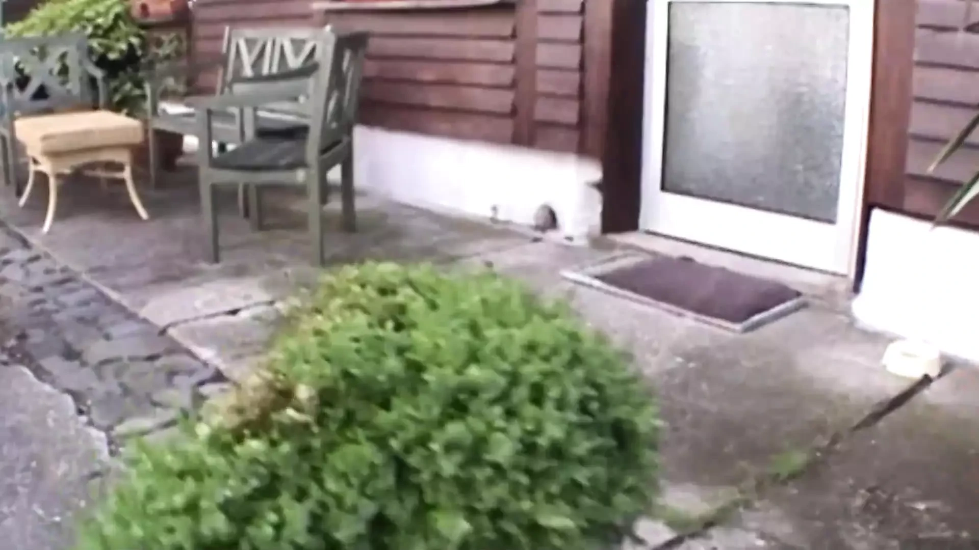 Una superba bionda tedesca si fa distruggere la figa rasata