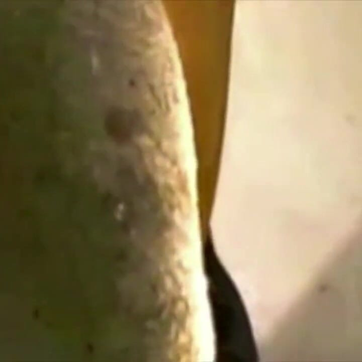 Str8 black accept to be sucked but with a condom