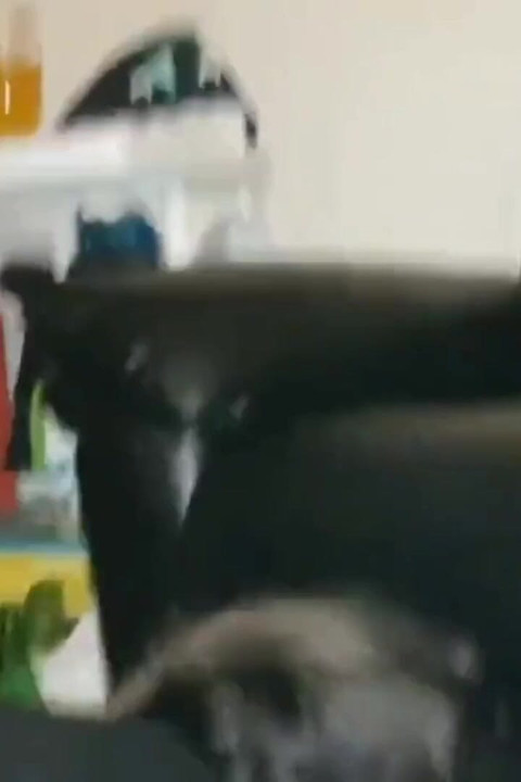 BBW BBC Riding Pounding My Fat Pussy Doggy