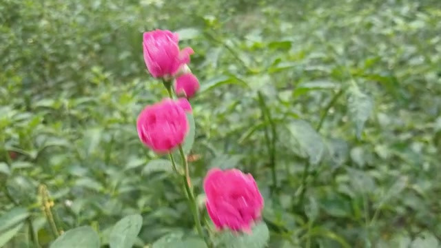 农村热辣男孩和女孩性爱故事孟加拉语