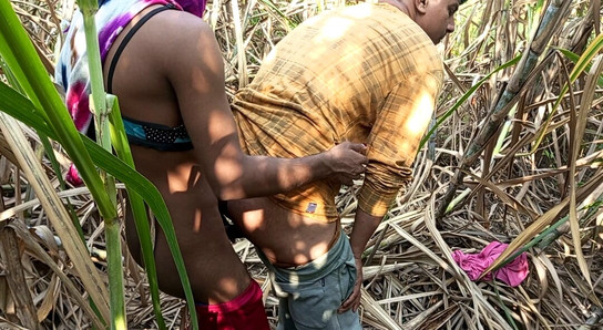 India travesti - dos camioneros y travesti pooja fueron a la mañana temprano, campo de azúcar follando duro