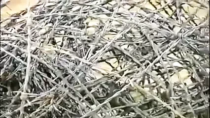 video 172 BDSM slave