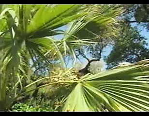 Operation Sex Siege FULL PORN MOVIE
