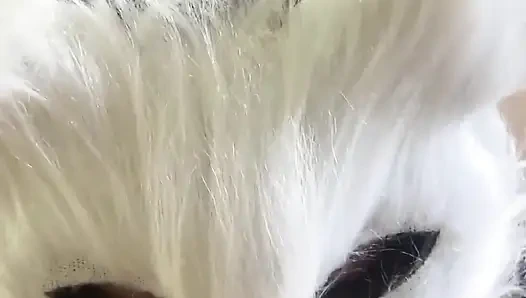 Today I'm a Naughty Kitten Who Wants Milk