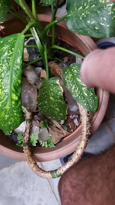 Палаво мечо подстригва козината си с ножица