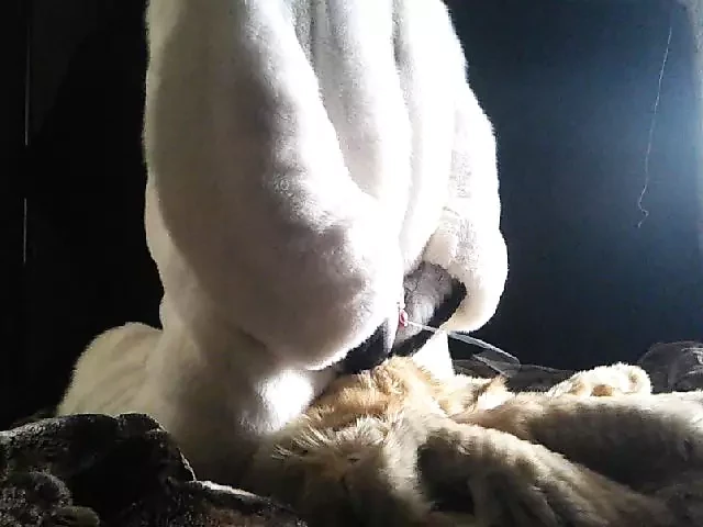 Fur Cumshot Fur overall