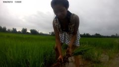 Sexy chica asiática en el campo de arroz