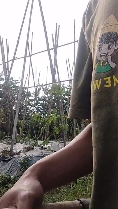 A young man's journey to the rice field where he is urinating again | Clip 1