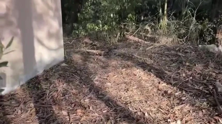 Amateur Straight Boy Caught Peeing Outdoors