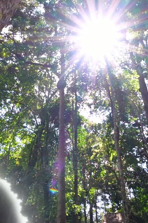 Forest of Perverts 19