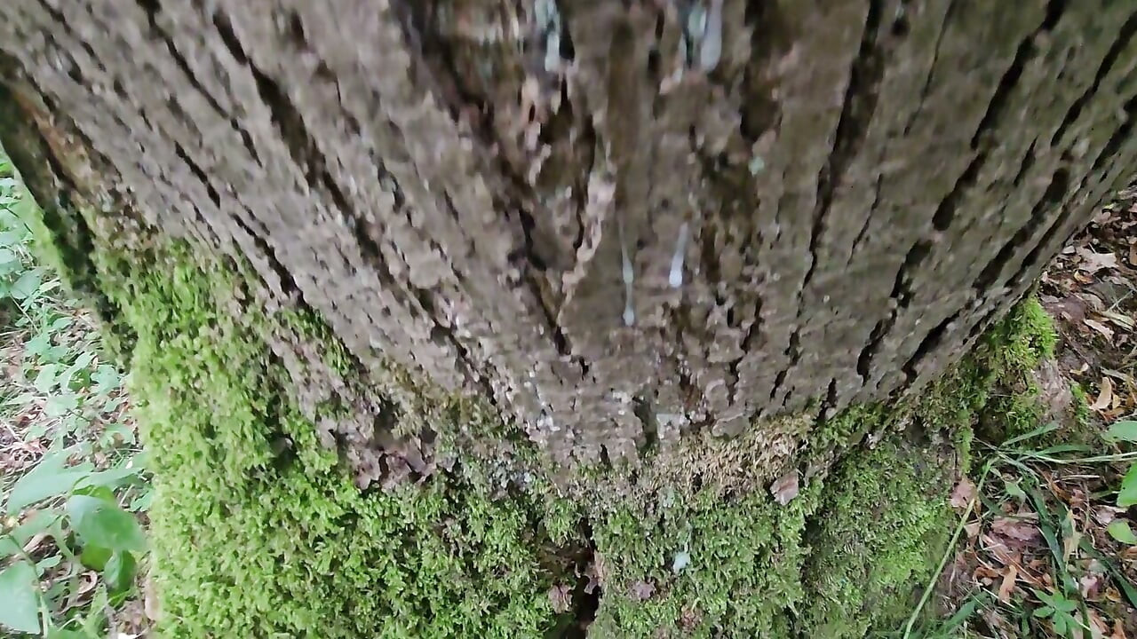 Quick wank in the woods shooting against a tree trunk
