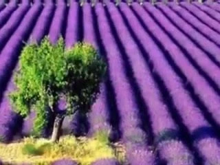 Ladies in Lavender