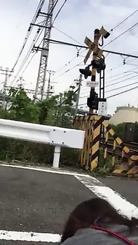 Dikongkek gaya doggy di tepi jalan, manakala kereta api berlalu