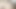 Güzel beyaz kedi sapları bbc