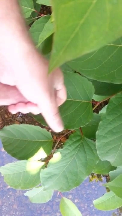 Outdoor jerk off