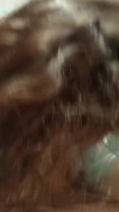 Cream pie competition.. Based on a true story. | Clip 2