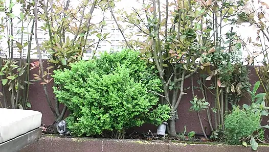 Christmas Craze in the Garden, Pussies Fact Cocks