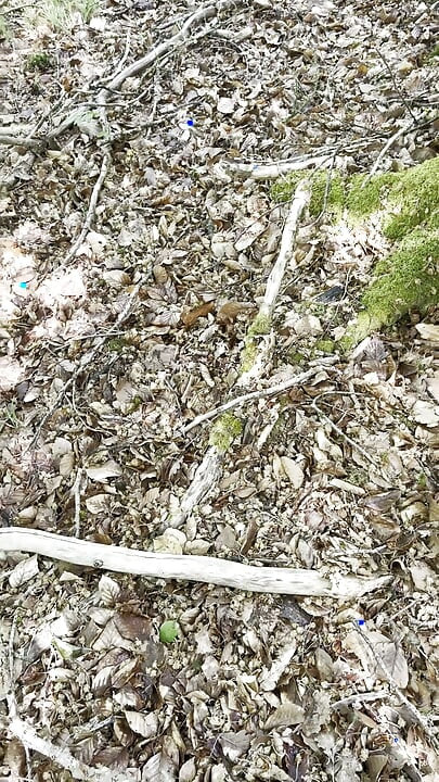 Hot Break in the Forest