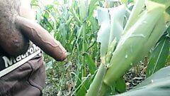 Éjaculation sur une feuille de maïs - éjaculation