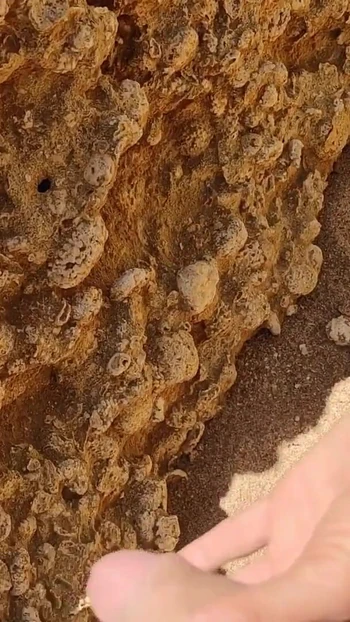 Epic moment from "Real Amateur Couple Fucking in Public Beach - Doggy Style & Blowjob"