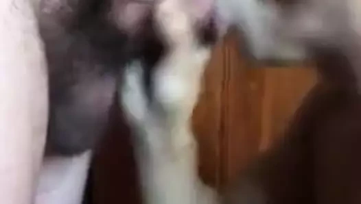 emme üzerinde bir favori horoz