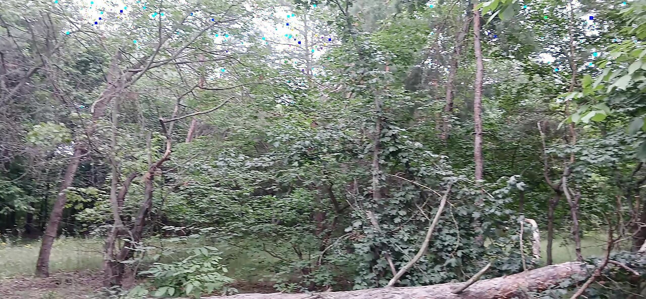 A treia iubită a noastră este de pază în parc, așa că nimeni nu ne prinde făcând sex