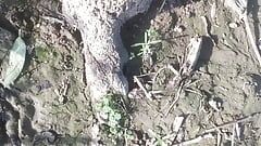 Gordo pau fresco de garoto solteiro na árvore o melhor vídeo de sexo hindi 720p completo hd
