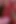 4K - MILF in Red Lace Gets Her Pierced Pussy Licked & Sucks Big Cock Cums All Over Her Natural Tits